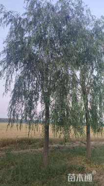 13公分青皮垂柳