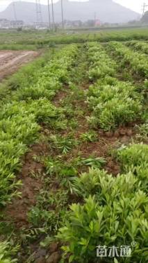 高度40厘米毛鹃