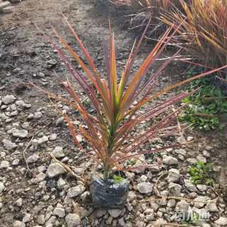 高度30厘米马尾铁