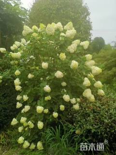 高度100厘米欧洲荚迷