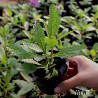 高度18厘米马鞭草