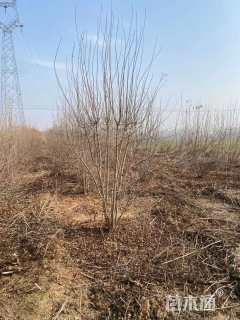 高度120厘米丛生金银木