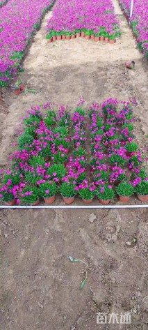 高度50厘米连翘