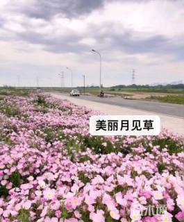 美丽月见草种子