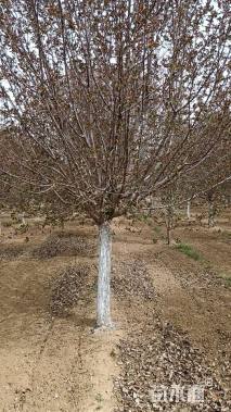 12公分绚丽海棠