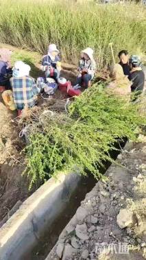 高度60厘米水蜡