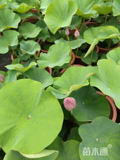 高度20厘米荷花