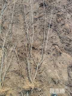 高度100厘米水蜡