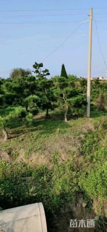 14公分造型黑松