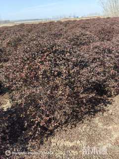 冠幅100厘米火棘球