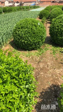 冠幅120厘米卫矛球