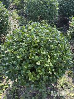 冠幅150厘米无刺枸骨球