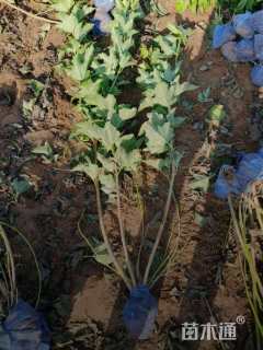 高度80厘米鸡树条荚蒾