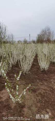 高度220厘米郁李