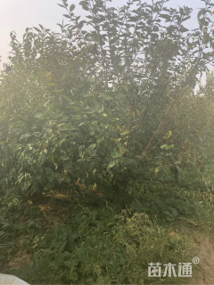 15公分嫁接香花槐