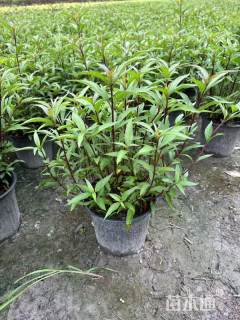 高度30厘米大麻叶泽兰