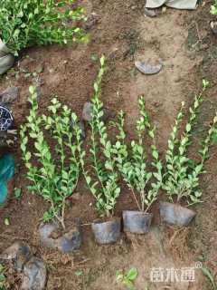 冠幅60厘米卫矛球