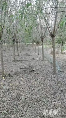 12公分青皮垂柳