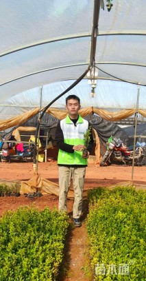 高度35厘米瓜子黄杨