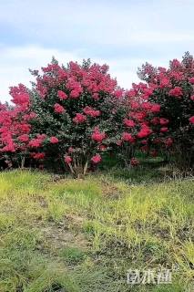 高度250厘米丛生紫薇