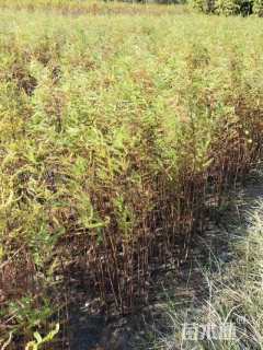 高度80厘米落羽杉小苗