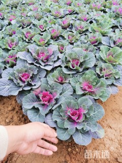 高度30厘米羽衣甘蓝