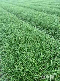 高度30厘米常绿萱草