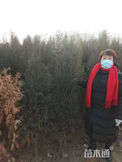 高度150厘米侧柏