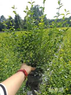 高度30厘米金禾女贞