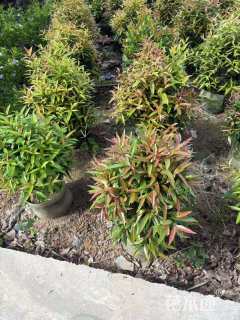 高度50厘米红车