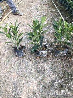 高度35厘米非洲茉莉