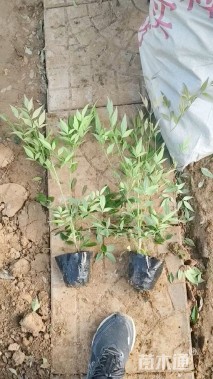 高度60厘米南天竹小苗