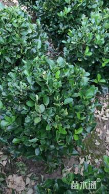 冠幅300厘米大叶黄杨球