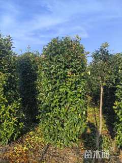 高度200厘米红叶石楠柱