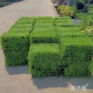 高度5厘米金莎蔓