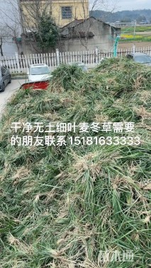 高度10厘米麦冬