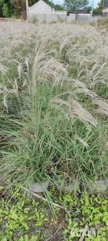 高度25厘米矢羽芒