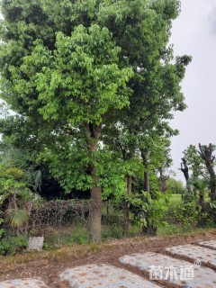98公分香樟