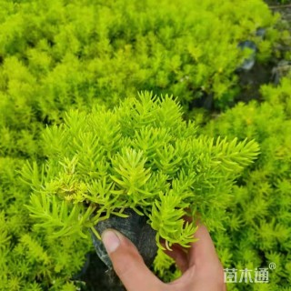 高度15厘米金叶佛甲草