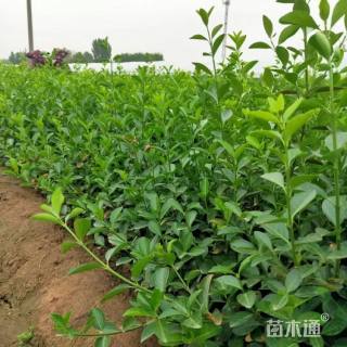 80厘米大叶扶芳藤苗