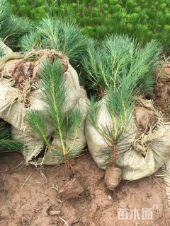 高度45厘米黑松小苗