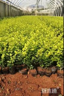 高度25厘米鼠尾草