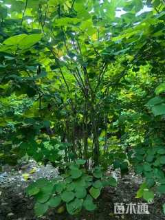 高度140厘米丛生紫荆