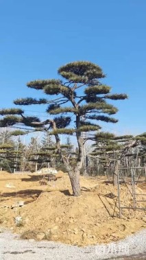 高度260厘米庭院松