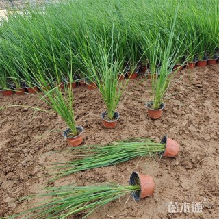 高度100厘米拂子茅