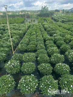 高度20厘米珍珠狗牙花