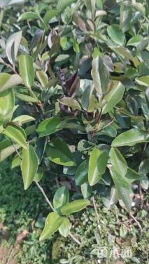 高度80厘米油茶
