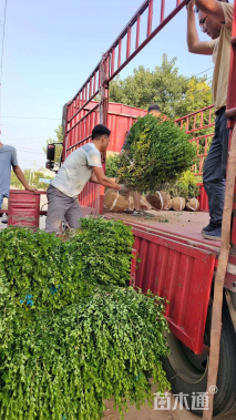 冠幅70厘米瓜子黄杨球