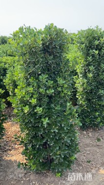 高度150厘米大叶黄杨柱