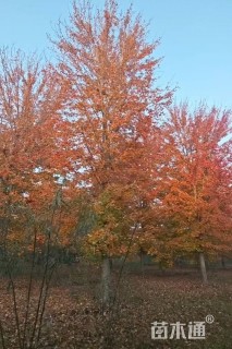 30公分美国红枫